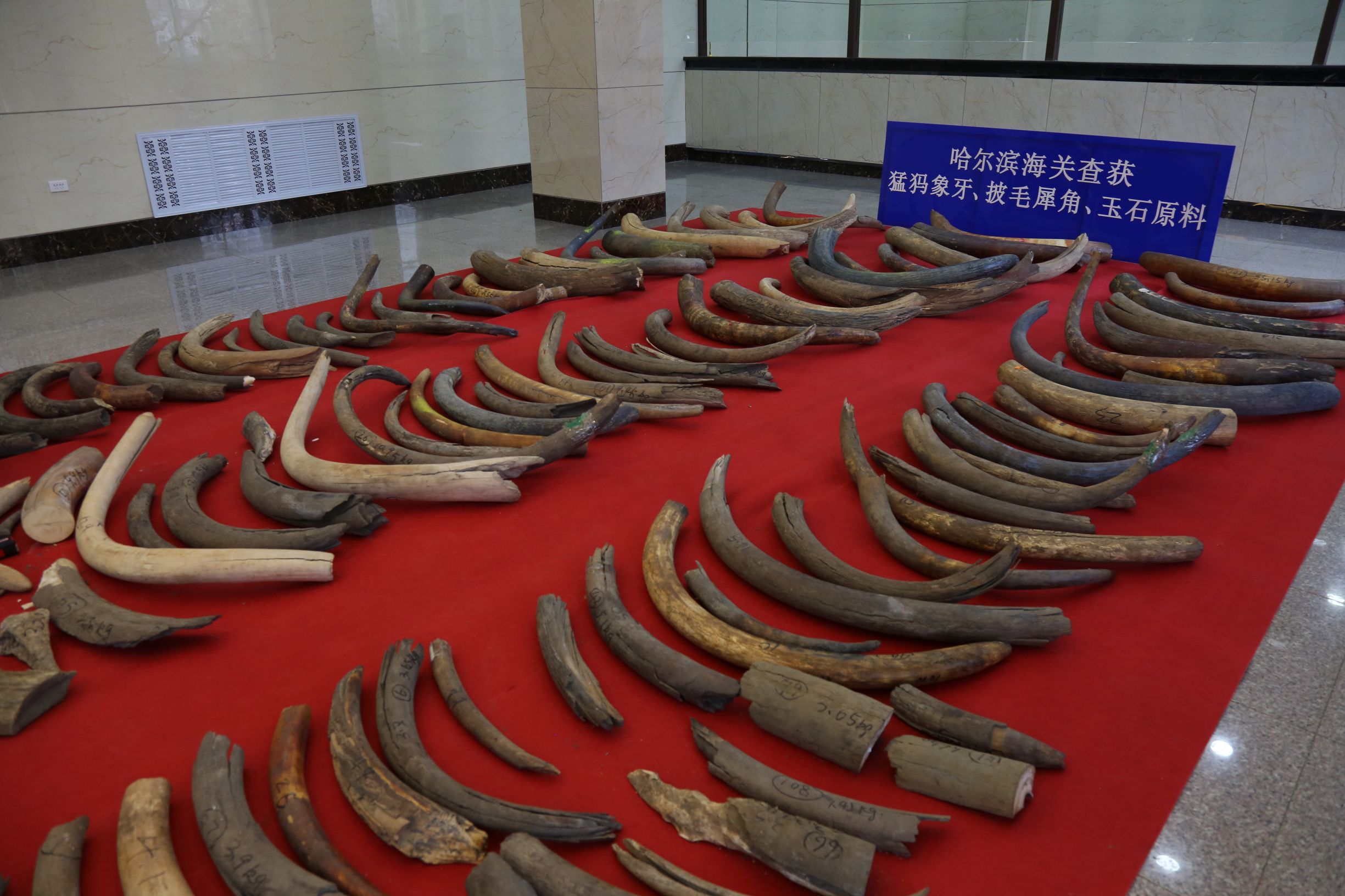 哈尔滨海关查获猛犸象牙,内蒙古海关查获特大象牙