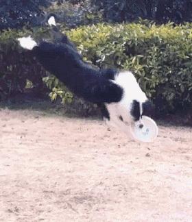 边牧这么聪明为什么很少人养,边牧太胆小了什么都教不会