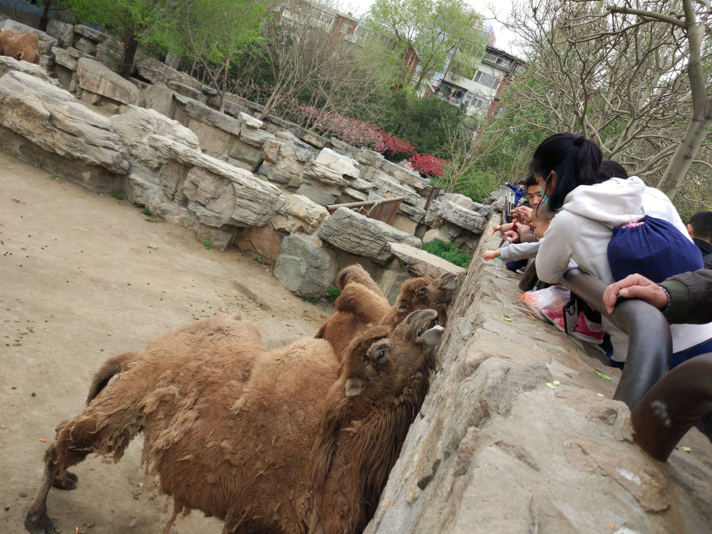 北京内可以带孩子去的小型动物园,二月份带娃去了北京动物园