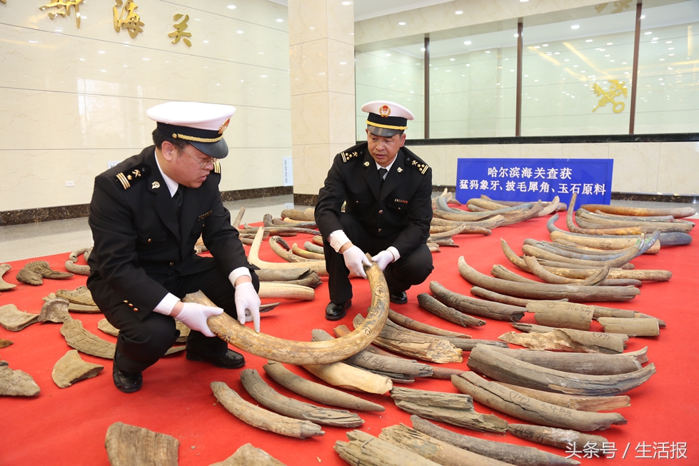 披毛犀角和猛犸象牙哪个好,猛犸象牙和披毛犀角