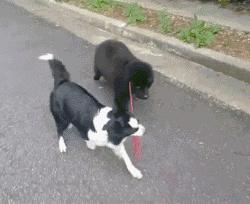 边牧这么聪明为什么很少人养,边牧太胆小了什么都教不会