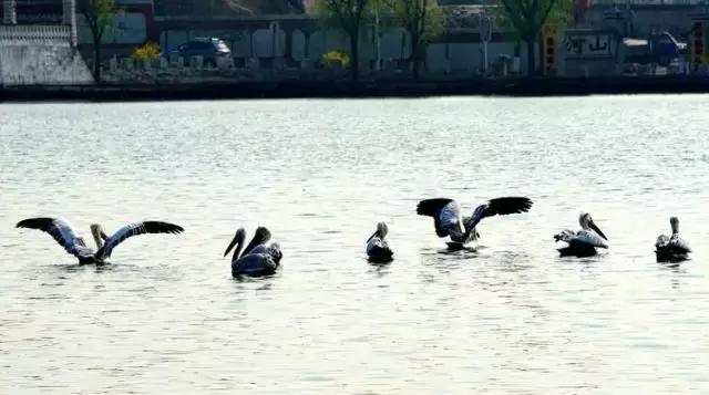 黄河口首次发现珍稀鸟类白鹈鹕,珍稀鸟类白鹈鹕