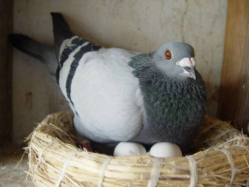 滋补养生鸽子,鸽蛋对人体的营养和功效作用