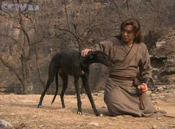 中国土狗才是世界上最可爱的犬,常见犬中最强的中国土狗