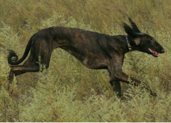 中国土狗才是世界上最可爱的犬,常见犬中最强的中国土狗