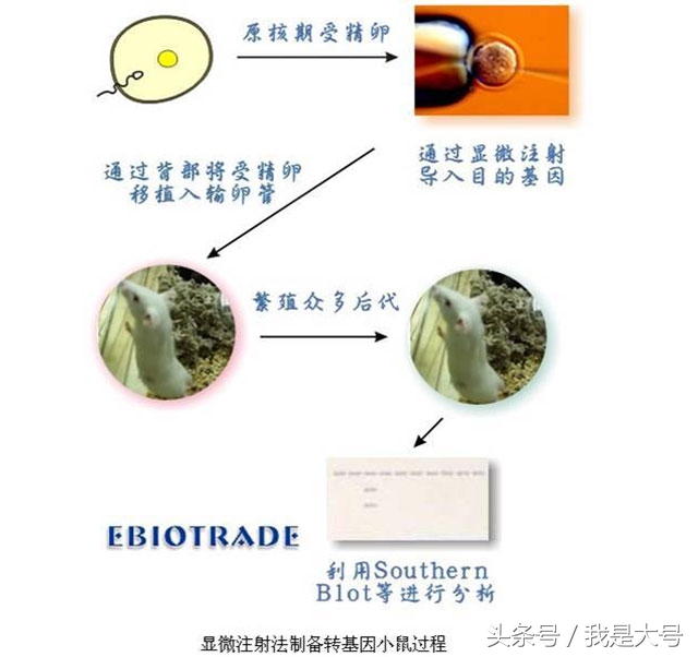 植物转基因技术流程,转基因技术的迅猛发展