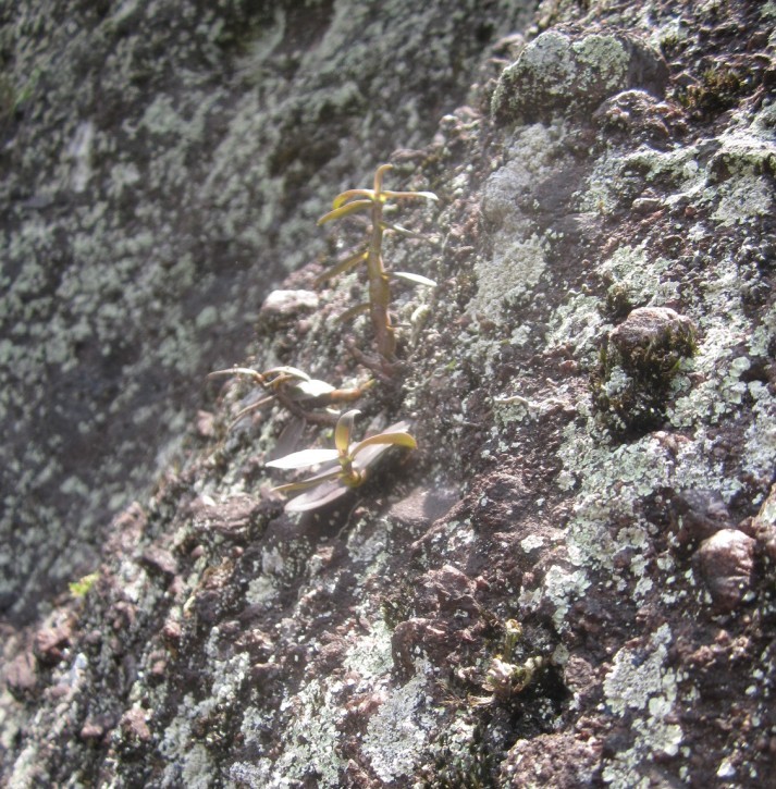 现在纯野生的铁皮石斛越来越少,石斛野生好吗