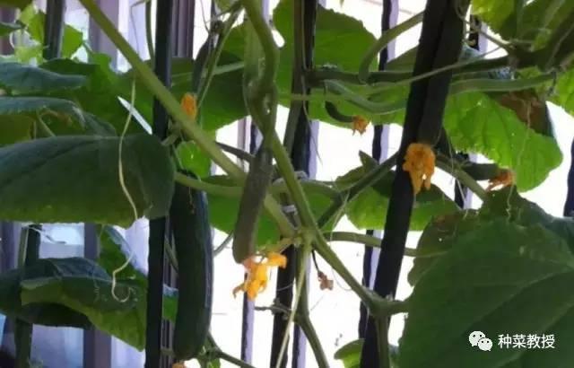 阳台盆栽黄瓜的种植方法,阳台种植黄瓜用什么肥料最好