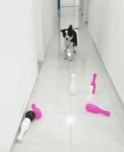 边牧这么聪明为什么很少人养,边牧太胆小了什么都教不会