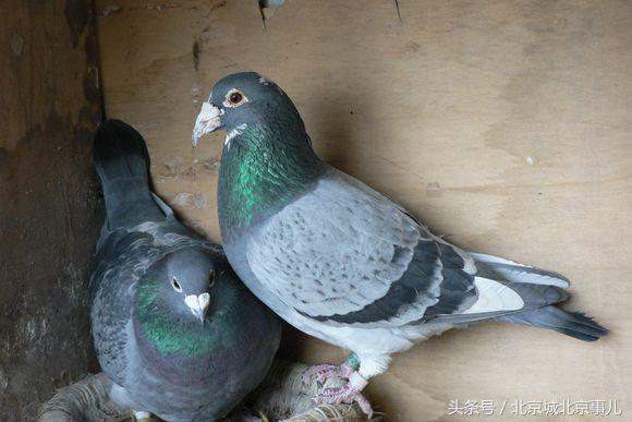 老北京人最爱的宠物,老北京人喜欢什么宠物