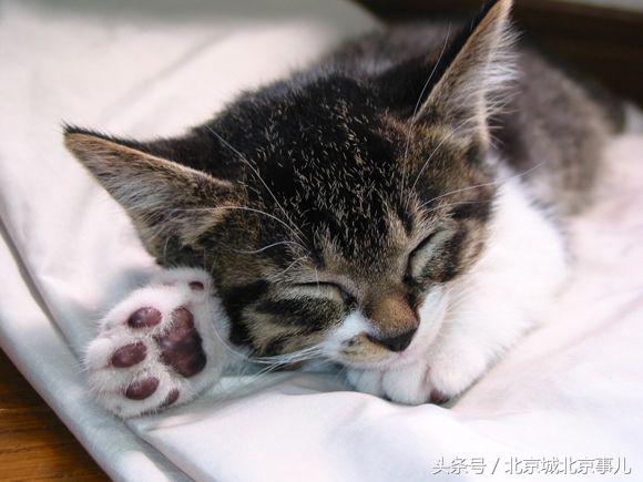 老北京人最爱的宠物,老北京人喜欢什么宠物