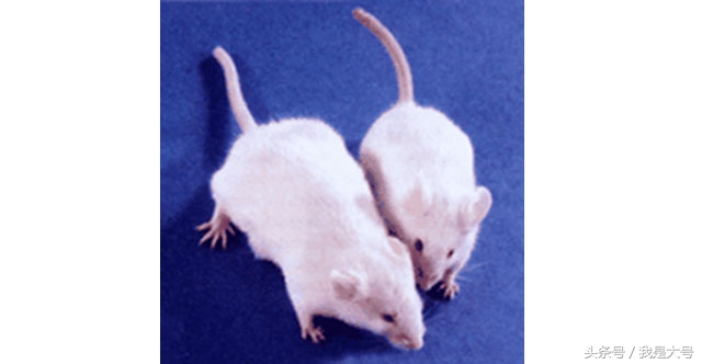 植物转基因技术流程,转基因技术的迅猛发展