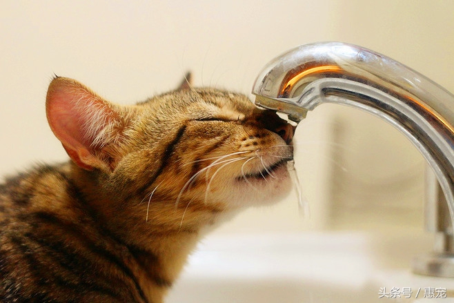 流口水的猫是什么病,猫一直吐黄水不吃饭不喝水没精神