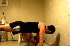 边牧这么聪明为什么很少人养,边牧太胆小了什么都教不会