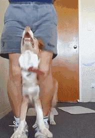 边牧这么聪明为什么很少人养,边牧太胆小了什么都教不会