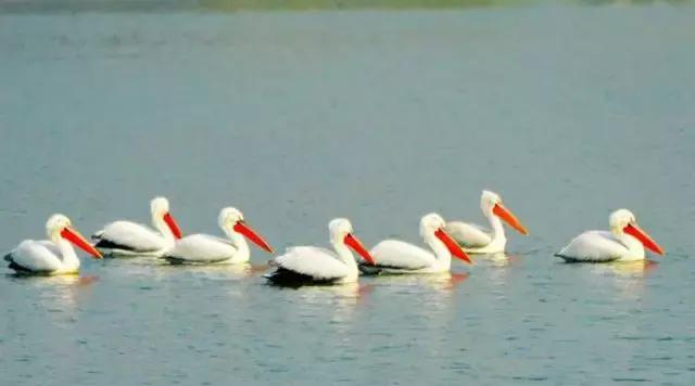 黄河口首次发现珍稀鸟类白鹈鹕,珍稀鸟类白鹈鹕