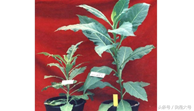 植物转基因技术流程,转基因技术的迅猛发展