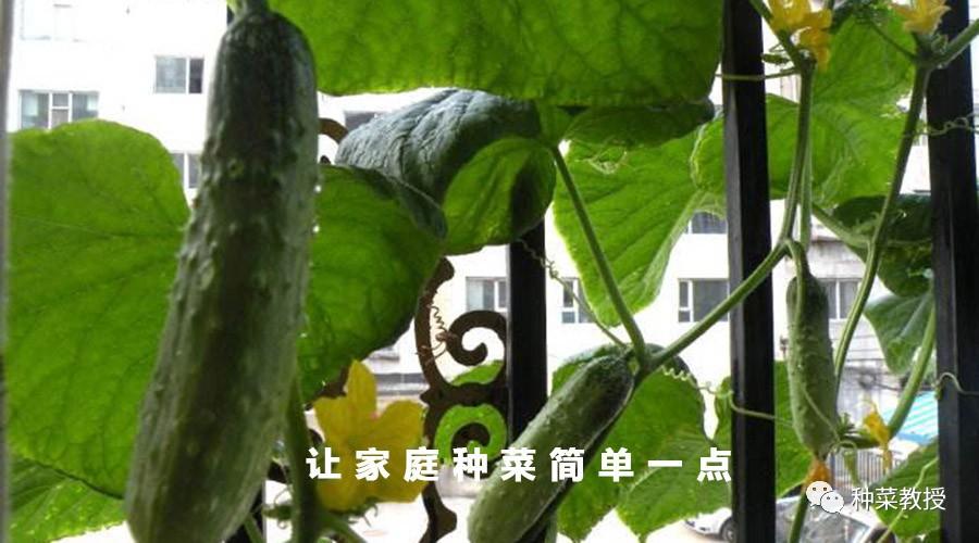 阳台盆栽黄瓜的种植方法,阳台种植黄瓜用什么肥料最好