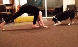 边牧这么聪明为什么很少人养,边牧太胆小了什么都教不会