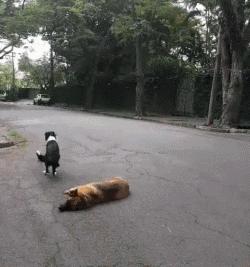 边牧这么聪明为什么很少人养,边牧太胆小了什么都教不会