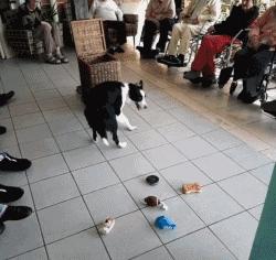 边牧这么聪明为什么很少人养,边牧太胆小了什么都教不会