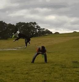 边牧这么聪明为什么很少人养,边牧太胆小了什么都教不会