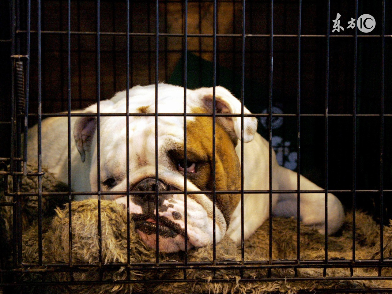 词语这些白菜，被偏见给拱了