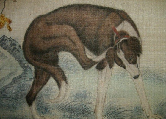 中国土狗才是世界上最可爱的犬,常见犬中最强的中国土狗