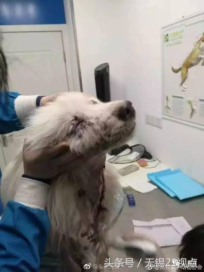 被打伤的萨摩耶,萨摩耶被剪伤了