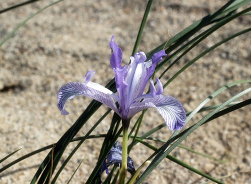 去新疆捡海蓝宝石容易捡到吗,新疆蓝宝石和透明石头在哪里捡