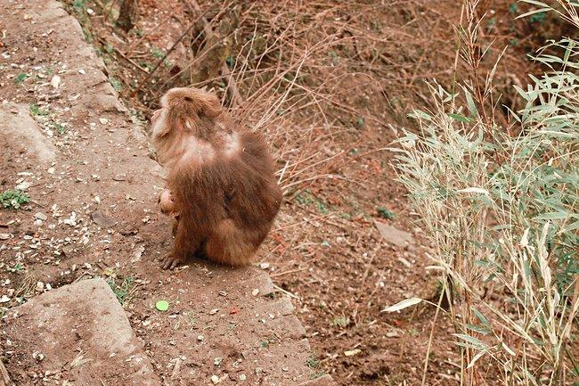 峨眉山吃住行,峨眉山吃住最佳攻略