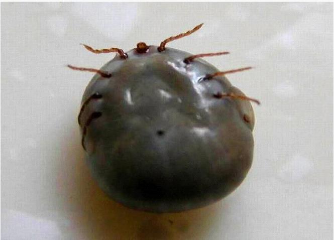 阳春四月、春暖花开出游时、采茶时得防——蜱虫叮咬