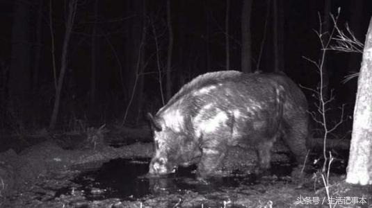 老汉养了一条怪猪,老汉养了一只怪猪十二年没长大
