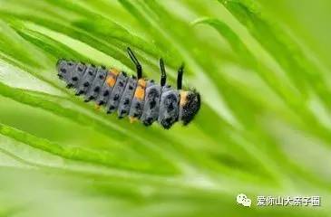 惊掉你下巴的“变态”虫生！盘点动物界那些长着长着就变形的主儿