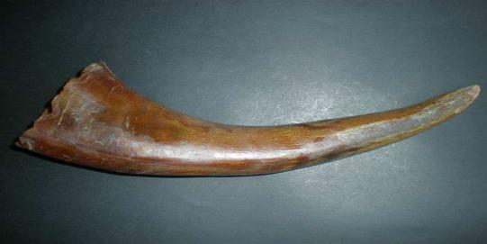 天价的犀牛角，竟如此嚣张