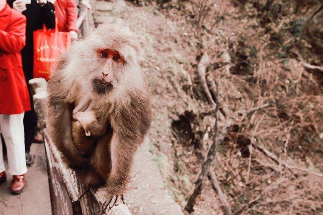 峨眉山吃住行,峨眉山吃住最佳攻略