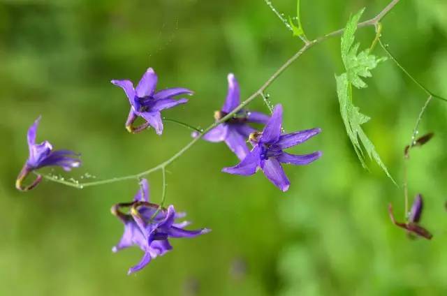 眼睛花了？这种花竟然酷似纷飞的“云雀”？