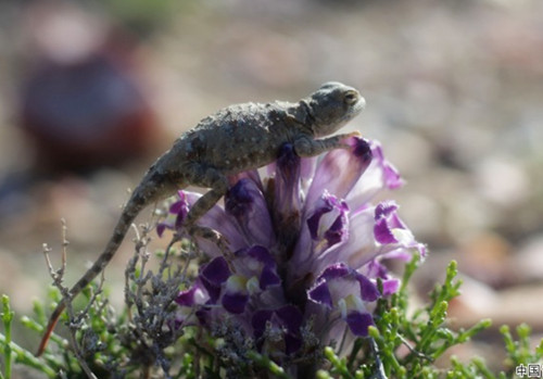 去新疆捡海蓝宝石容易捡到吗,新疆蓝宝石和透明石头在哪里捡