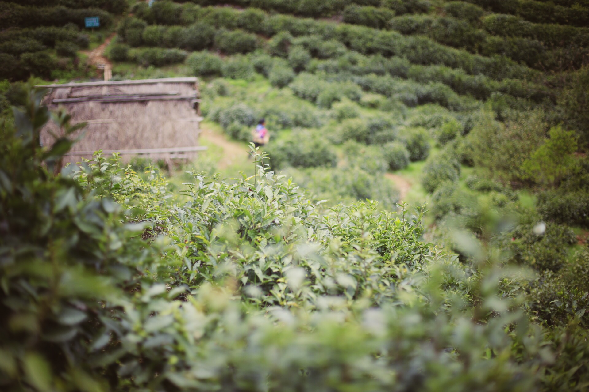 一个四月下午，一个僧人，一个茶商的故事