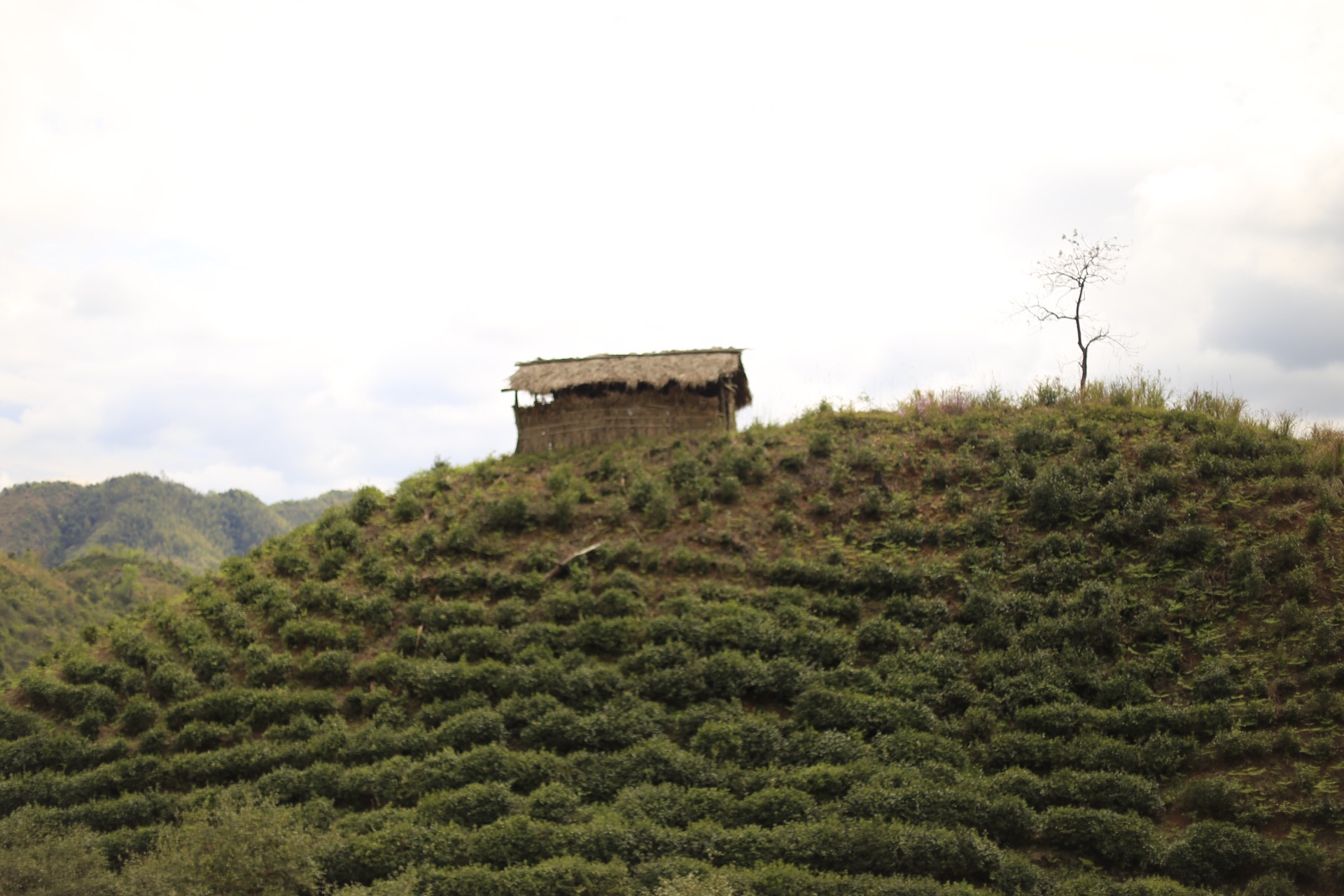 一个四月下午，一个僧人，一个茶商的故事