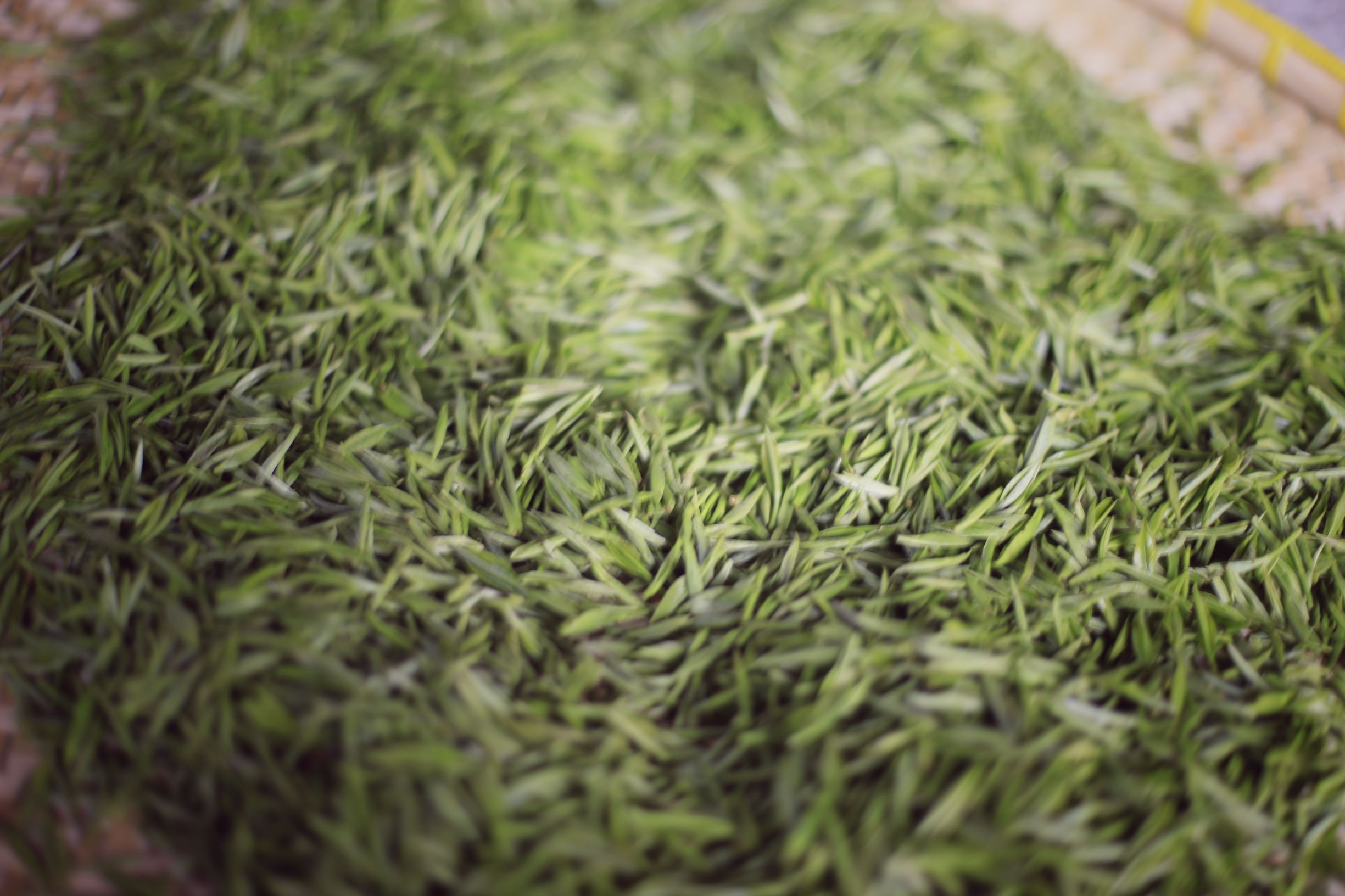 一个四月下午，一个僧人，一个茶商的故事