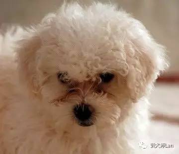 比熊，贵宾犬眼睛周围出现难看的泪痕，怎样获得微笑干净的脸？