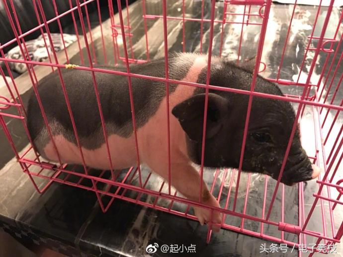 lolpdd主播视频,pdd过生日起小点送香猪