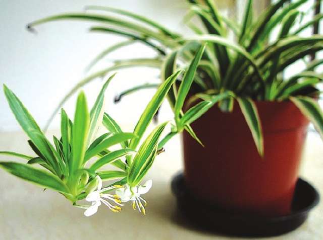 吊兰为什么被称为绿色净化器呢,吊兰可以当空气净化器吗