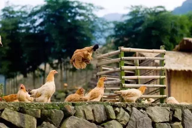 心疼你们在合肥，这些好吃的生煎你都没吃过？