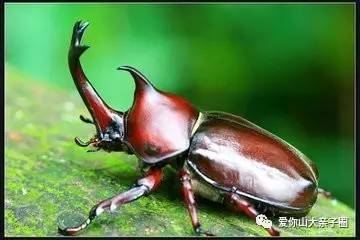 惊掉你下巴的“变态”虫生！盘点动物界那些长着长着就变形的主儿