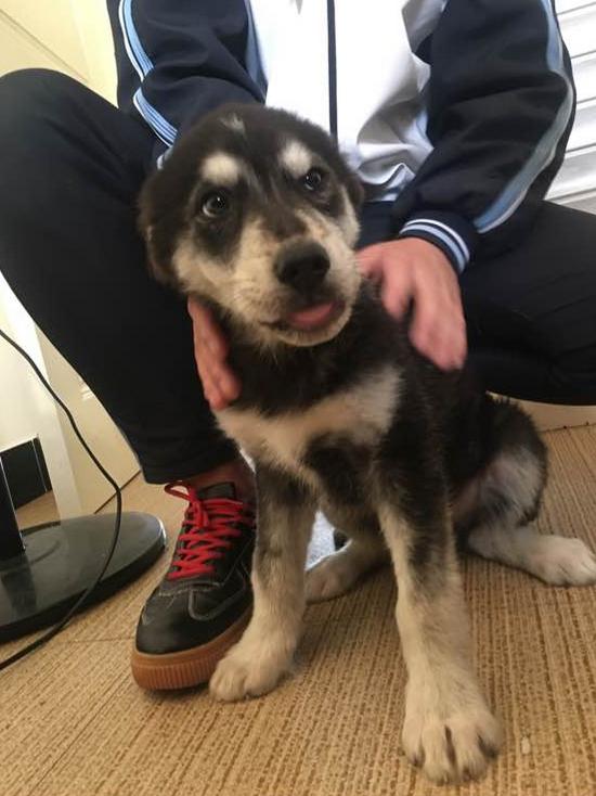 宠主到处炫耀两百块买了条哈士奇，网友看完：中华田园哈，没毛病