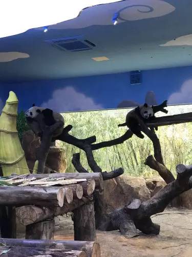 长隆番禺野生动物园攻略,番禺长隆野生动物园门票攻略