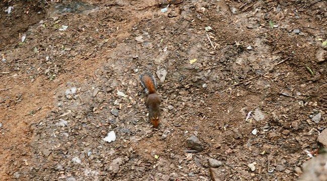 峨眉山吃住行,峨眉山吃住最佳攻略