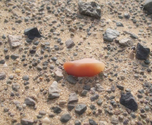 去新疆捡海蓝宝石容易捡到吗,新疆蓝宝石和透明石头在哪里捡